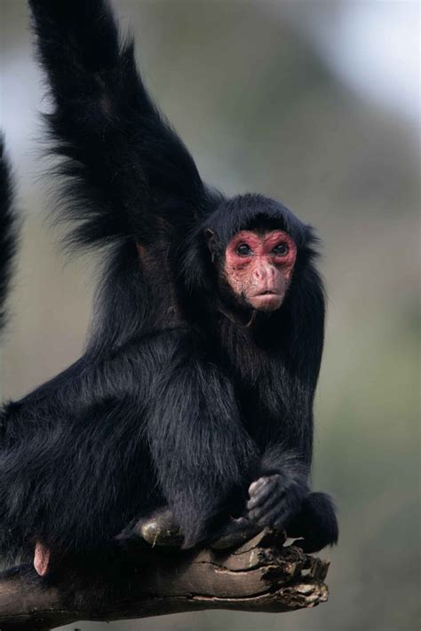 11 Incredible Amazon Rainforest Monkeys • I Heart Brazil