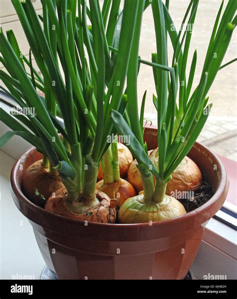 23+ Irresistible Planting Onions In Pots | Inspiratif Design