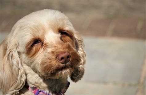 Cockapoo Breed Profile - Dream Dogs