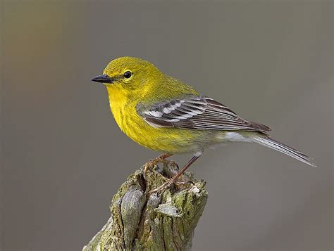 Warblers/Pine_Warbler_male