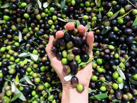 Olive Oil Health Benefits – According to Italian Nonne (Grandmothers) - Eating Around Italy