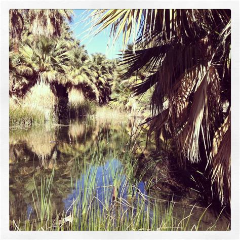 Coachella Valley Reserve 3 by jessomophead on DeviantArt