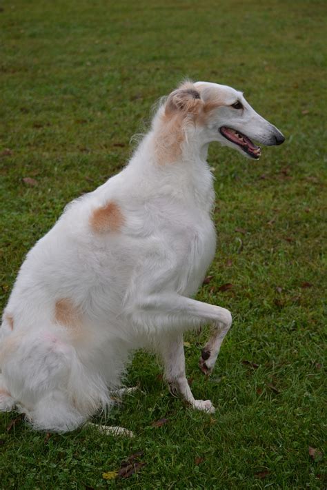 Borzoi Russian Wolfhound Breed - Free photo on Pixabay - Pixabay