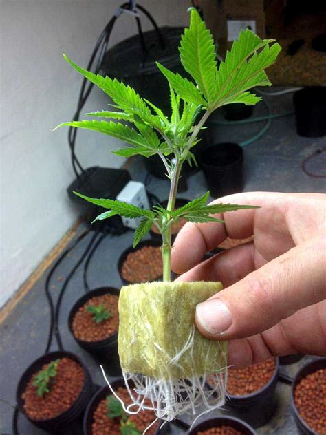 Picture Guide to Cloning Marijuana | Grow Weed Easy