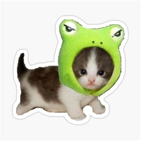 Cat With Frog Hat Meme | ubicaciondepersonas.cdmx.gob.mx