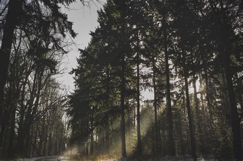 Thetford Forest | Essex Photographer