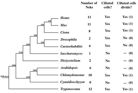 I need to build a phylogenetic tree! : biology