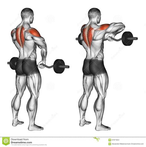 Exercising. EZ Barbell Upright Rows Stock Illustration - Illustration ...