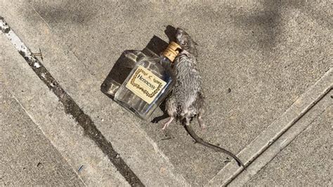 NYC: Rat's Picture with an Empty Bottle of Hennessy Goes Viral, Twitter ...