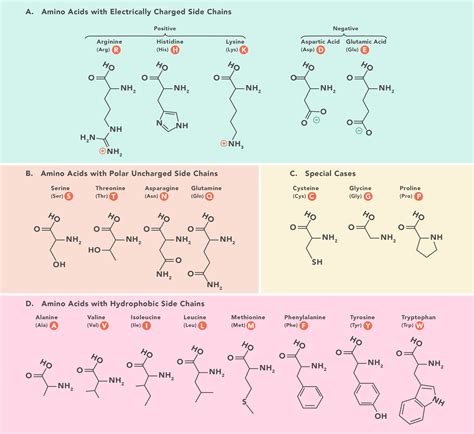 Essential Amino Acids: Chart, Abbreviations and Structure | Technology Networks