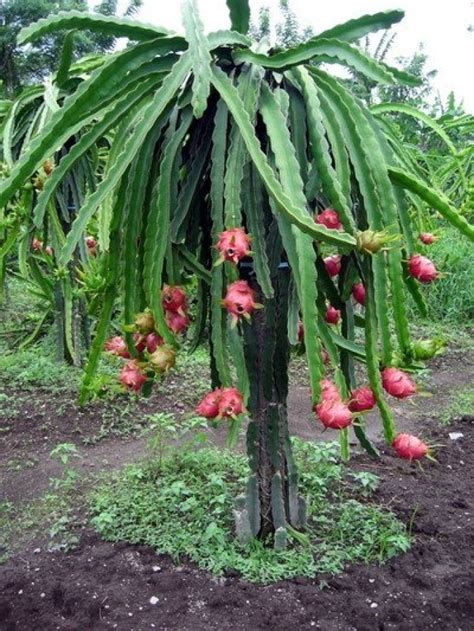 Pitaya cultivation, the fruit of the dragon in your garden | My desired ...