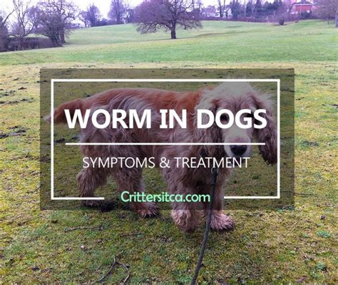 Worms in Dog - How to Tell if Your Dog Has Worms | Crittersitca