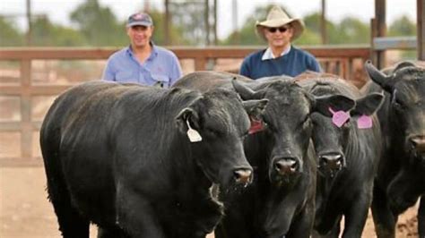 Myer family cattle station takes top Ekka honours | The Courier Mail