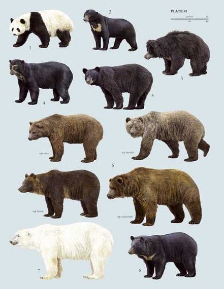 Black Bear Vs Grizzly Bear Size Difference Those that live in coastal ...