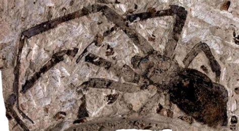 The largest spider fossils discovered ~ weird news