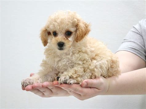 Miniature Poodle-DOG-Female-Apricot-3516168-My Next Puppy