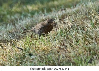 Turdus Merula Common Blackbird Female Worms Stock Photo 1077857441 ...