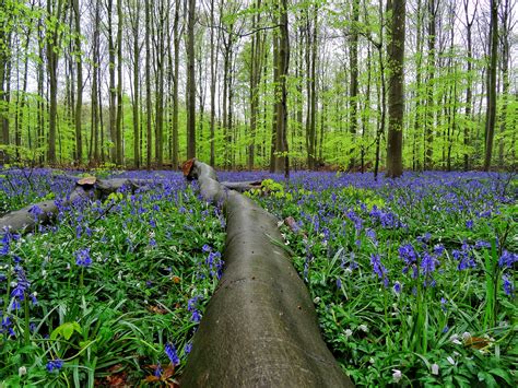 hallerbos belgium bluebells - World Wanderista