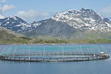 Salmon Farm Trollfjord Norway Editorial Stock Photo - Stock Image | Shutterstock