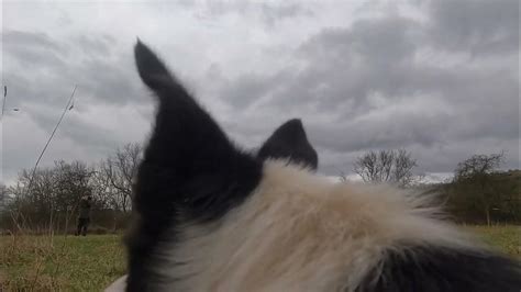 Amazing sheepdog training session - YouTube