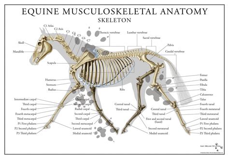 Equine Skeletal System Poster | Anatomy bones, Horse anatomy, Horse bones