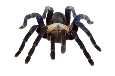 Cobalt Blue Tarantula Haplopelma Lividum Venom, Scary, Legs, Exoskeleton PNG Transparent Image ...