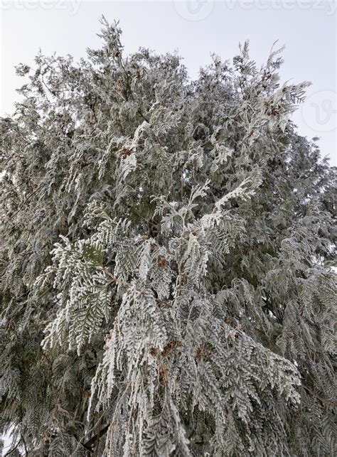 pine trees in winter 9661370 Stock Photo at Vecteezy