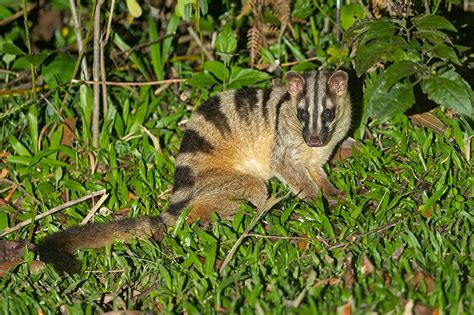 Banded Palm Civet Pictures - AZ Animals