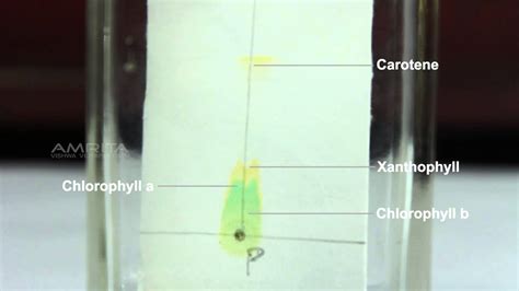 Paper Chromatography Leaf Pigments