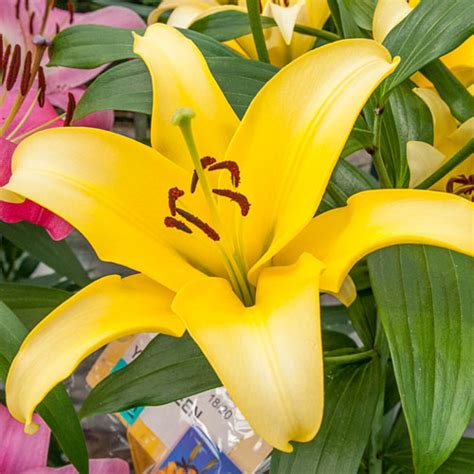 Asiatic Lily Yellow Power | K. Van Bourgondien Wholesale Lilies