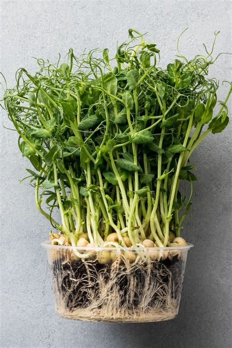 Pea Microgreens 101: Benefits and How to Grow - Clean Eating Kitchen