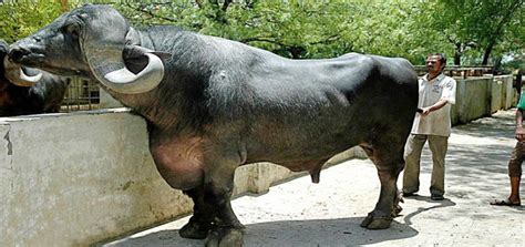 25 Biggest Bull Breeds In The World | Pagista