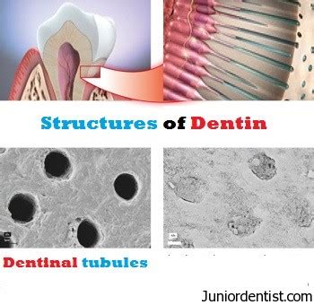 Structures of Dentin