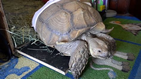 Turtle Rescue of the Hamptons in Jamesport feeling overwhelmed - Newsday