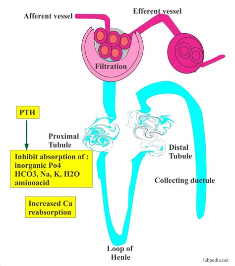 Parathyroid hormone (PTH) - Labpedia.net