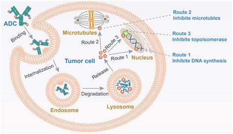 Antibody Drug Conjugates (ADCs) - Creative Diagnostics