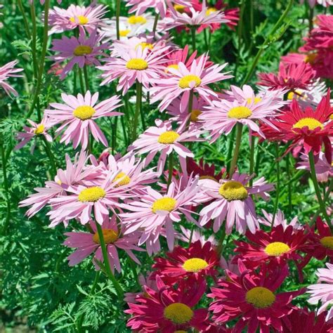 Painted Daisy Seeds 6590 | OSC Seeds