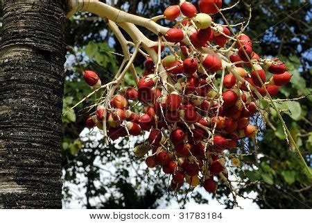 Royal Palm Fruit ( Image & Photo (Free Trial) | Bigstock