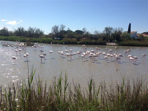 Camargue Regional Nature Park Tours - Book Now | Expedia