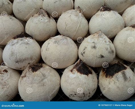 Fresh Thai Coconuts In Bangkok Stock Image - Image of tasty, delicious: 107965127