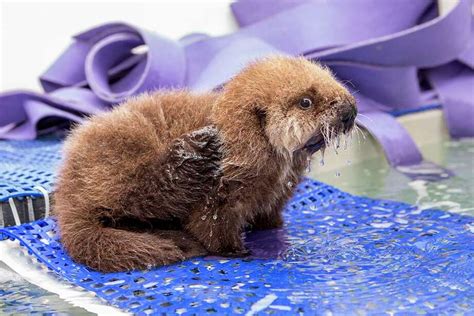 Sea otter pup reunited with mom in cutest video - SFGate