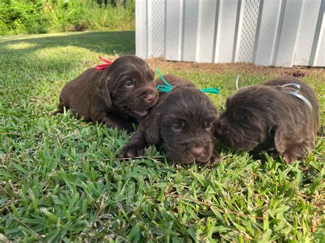 Sussex Spaniel Puppies For Sale