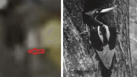 Purported Ivory-billed Woodpecker Footage Revealed Just Before ...