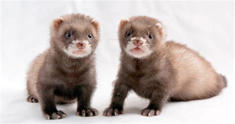 Ferret Names: Over 250 of the Best Names For Ferrets