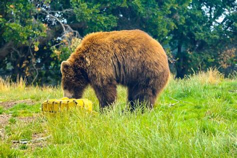 30 Best Zoos in the US You Must Visit | Attractions of America