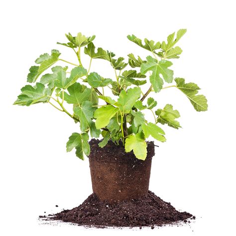 Buy Kadota Fig Tree for Sale | Perfect Plants