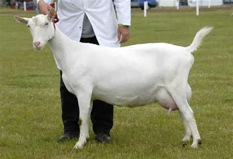 Saanen Goats – Info, Breeding, and Dairy Goats For Sale!