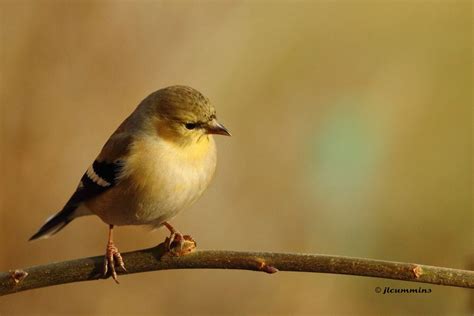 Image result for birds of washington state Two Birds, Goldfinch, Avian, Washington State, Bird ...