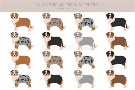 Miniature American Shepherd Clipart. Different Poses, Coat Colors Set Stock Vector ...