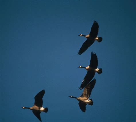 Free picture: Canada geese, flying, formation